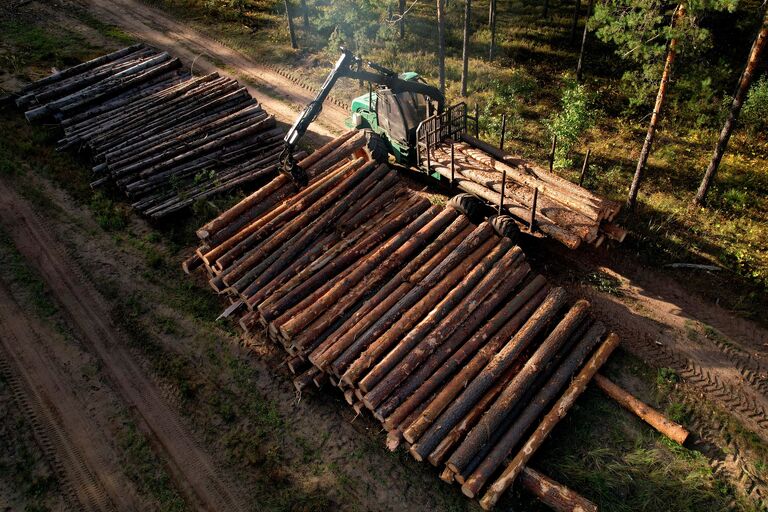 Holzstämme im Wald, Symbol für Forstwirtschaft & Holzindustrie